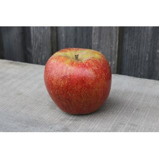 Apfel Wellant (ALLERGIKER APFEL)