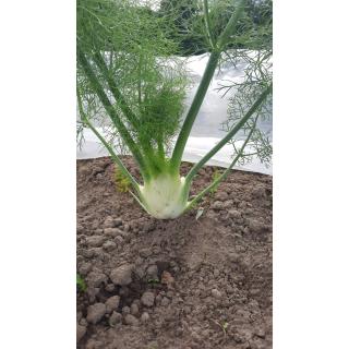 Hansmanns Fenchel