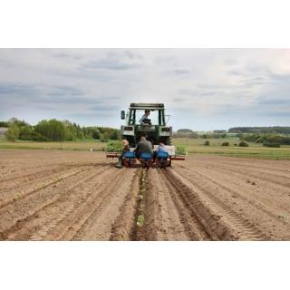 BIO Erbseneintopf