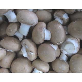 Champignon