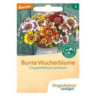 Bunte Wucherblume Saat