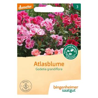 Atlasblume Saat