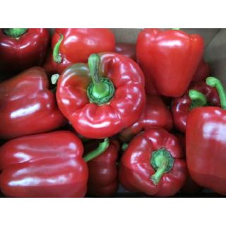 Paprika rot