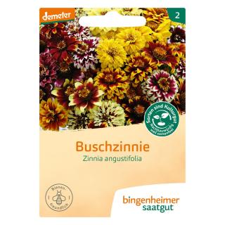 Buschzinnie Saat