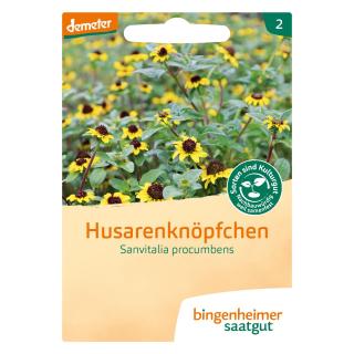 Husarenknöpfchen Saat