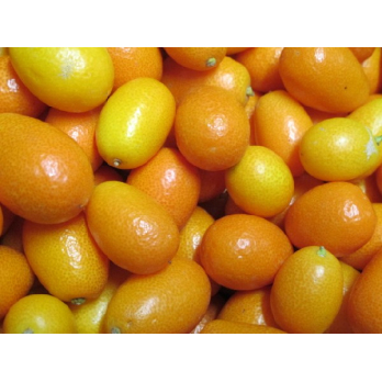 Kumquat