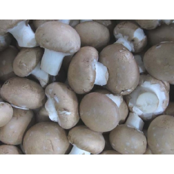 Champignon